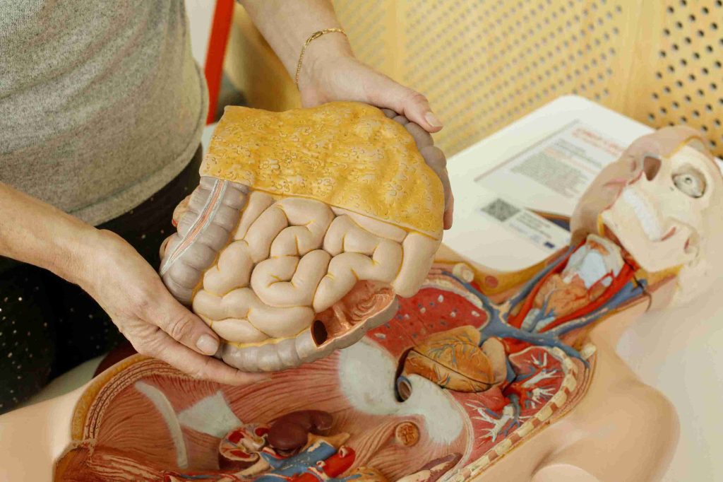 woman holding a model of the human digestive system