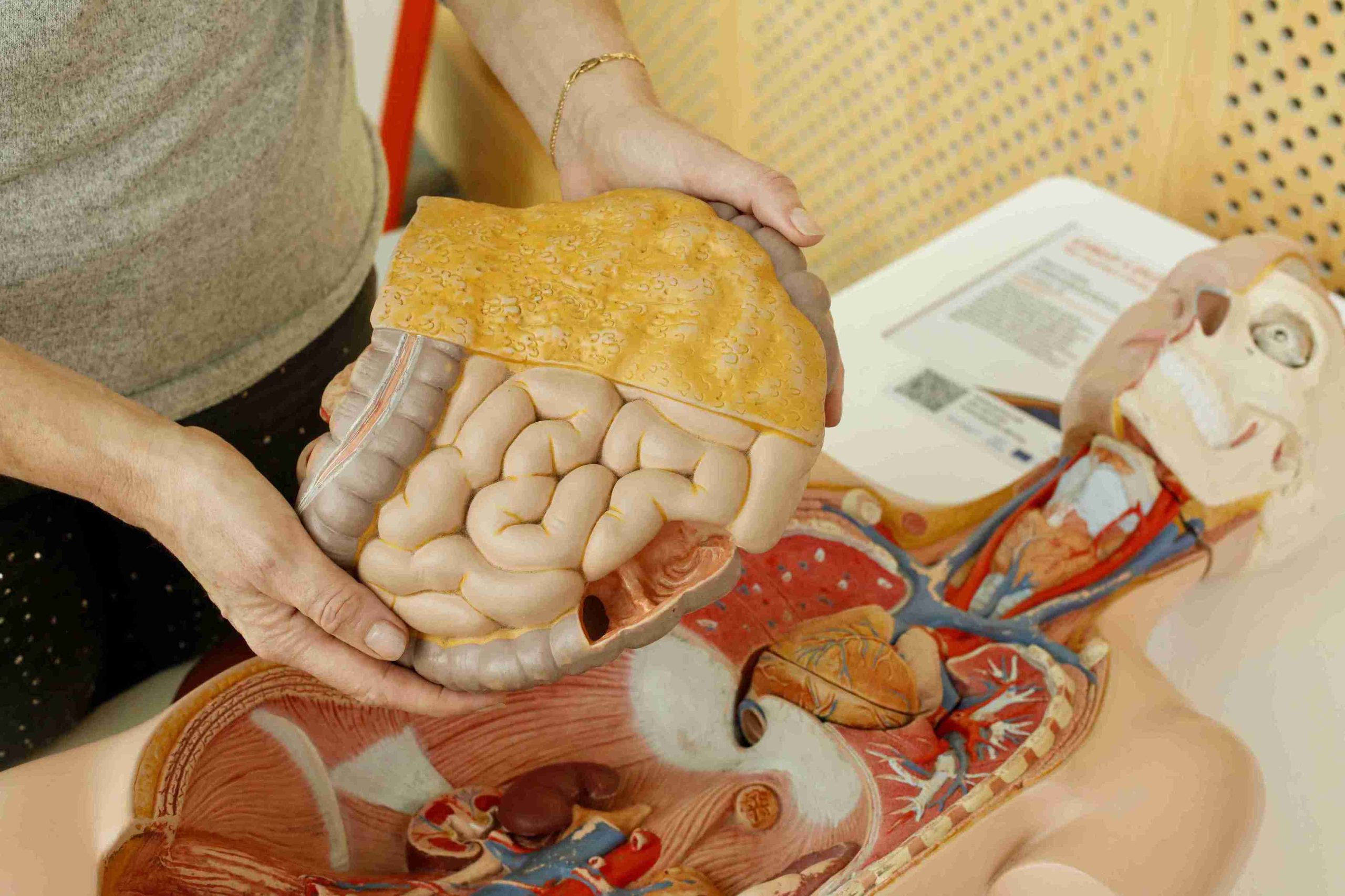 woman holding an anatomy of the colon