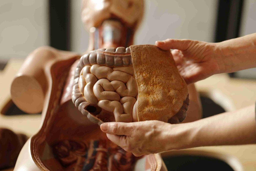 dummy of the human intestines