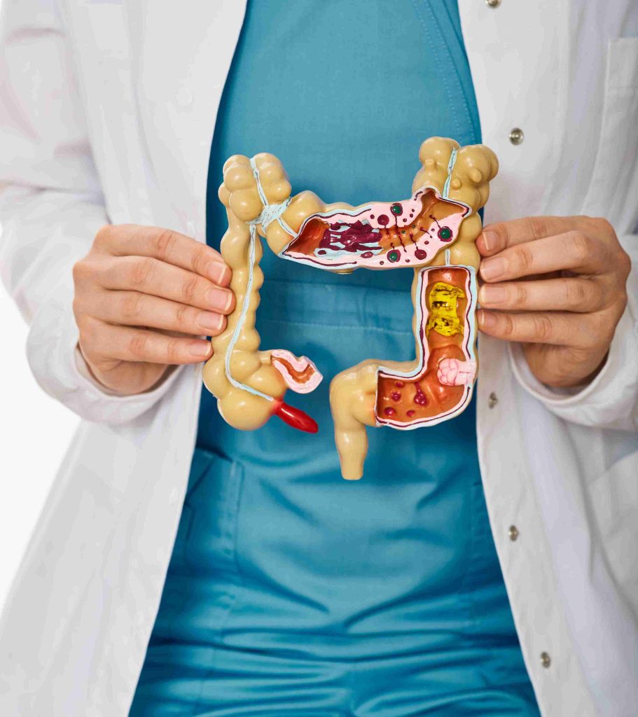 Healthcare worker holding an anatomy of the human colon.