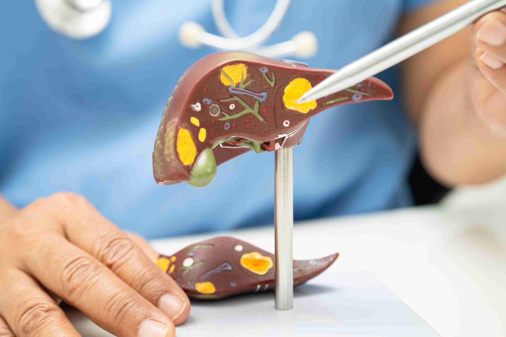 Doctor pointing to a model of the human liver.