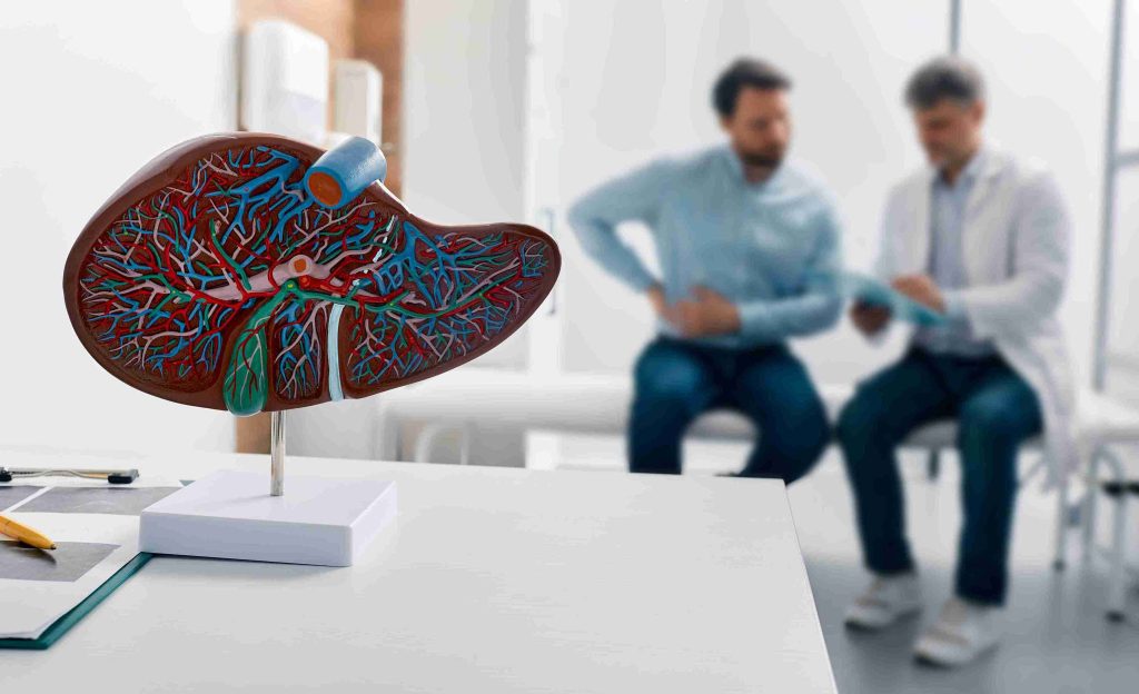 An image of an anatomical model of the human liver.