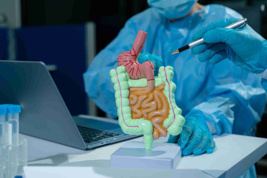 Healthcare worker pointing at a human digestive anatomy model.